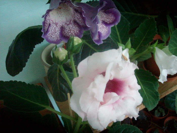 SANY5965 - Gloxinia-2013