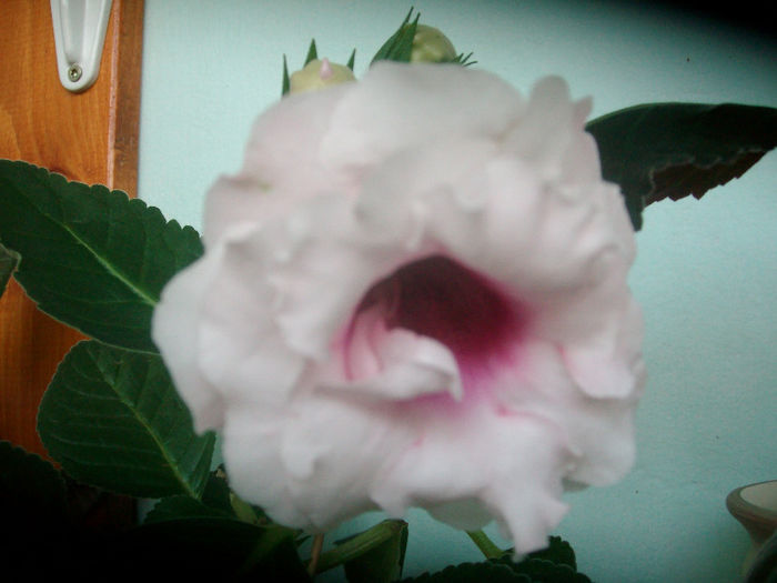 SANY5969 - Gloxinia-2013