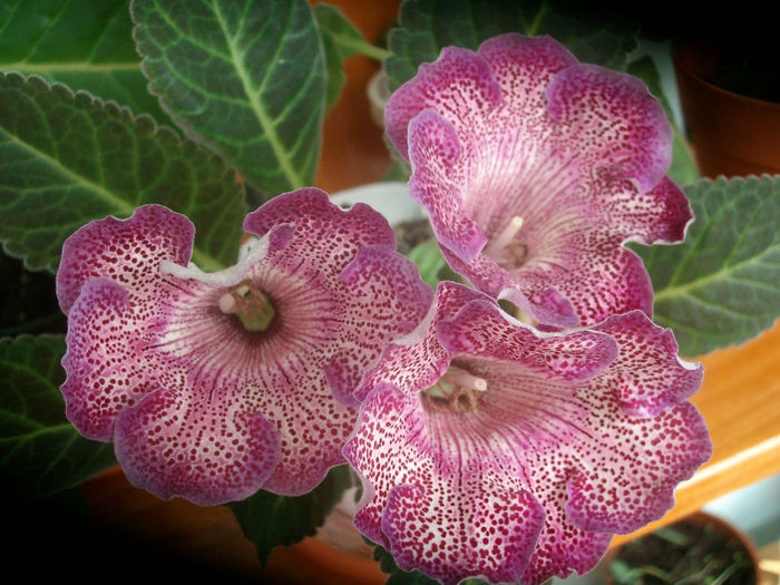 SANY5996 - Gloxinia-2013