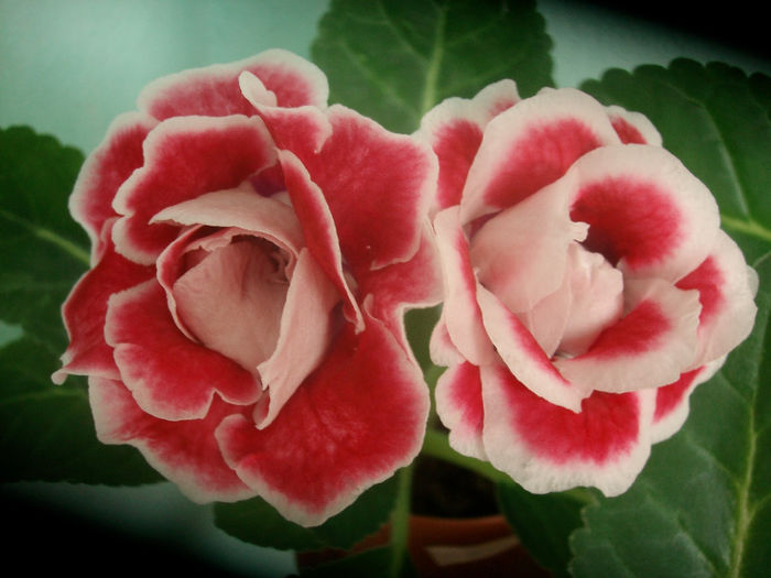 SANY5997 - Gloxinia-2013