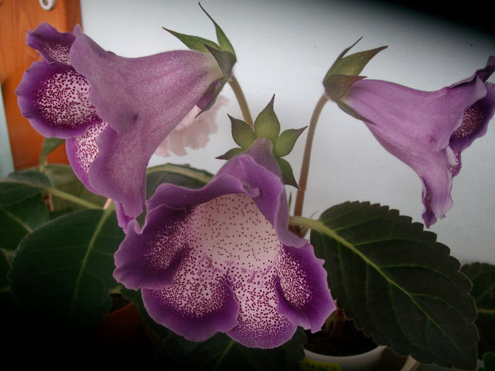 SANY5999 - Gloxinia-2013