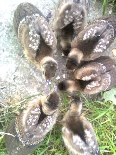 Imagine0317; Pui de paun verde la doua saptamani
