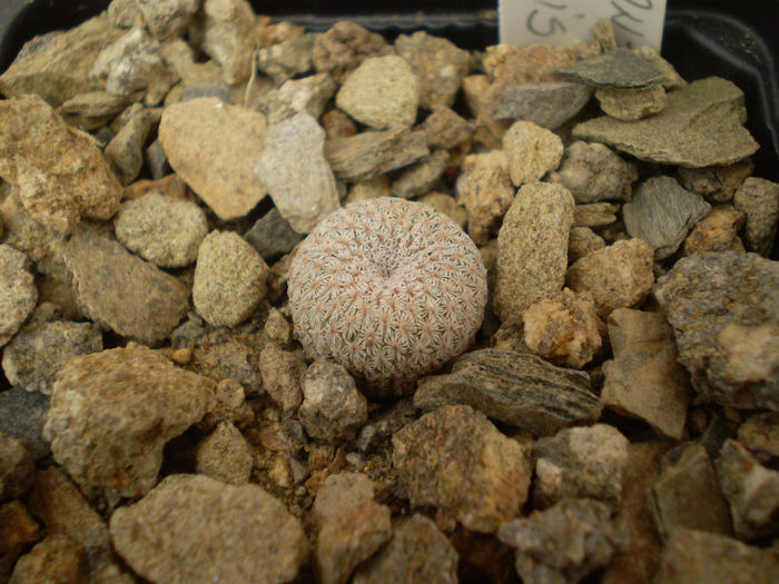 EPITHELANTHA MICROMERIS - Alte specii 2013