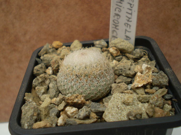 EPITHELANTHA MICROMERIS