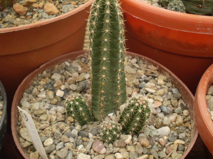 ECHINOCEREUS POLYACANTHUS
