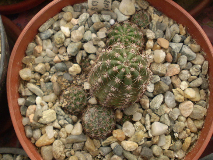 ECHINOCEREUS STOLONIFERUS