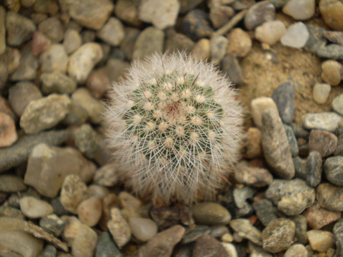 ECHINOCEREUS LEDINGII