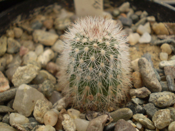 ECHINOCEREUS LEDINGII