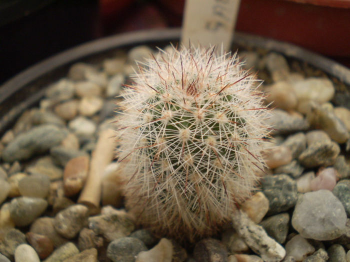 ECHINOCEREUS LAUII