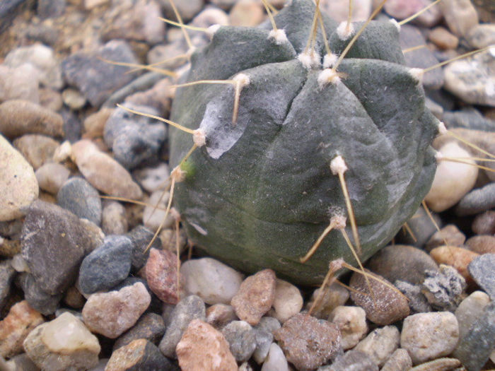 ECHINOCEREUS KNIPPELIANUS V. REYESII