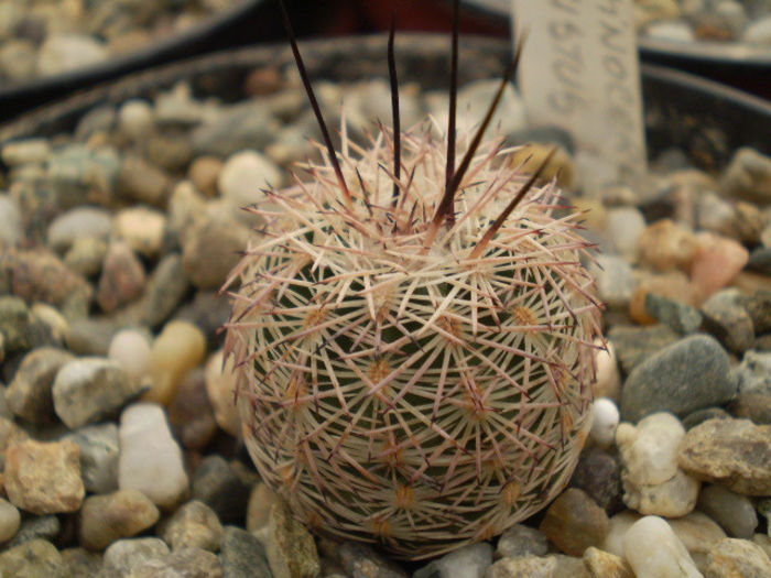 ECHINOCEREUS ADUSTUS