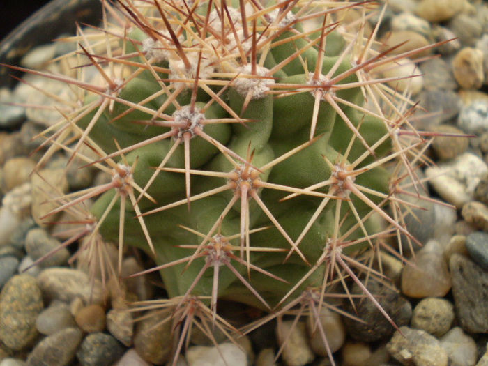 ECHINOCEREUS COCCINEUS GURNEYI