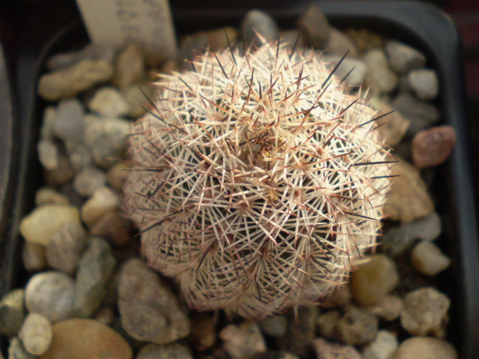 ECHINOCEREUS FITCHII ALBERTII