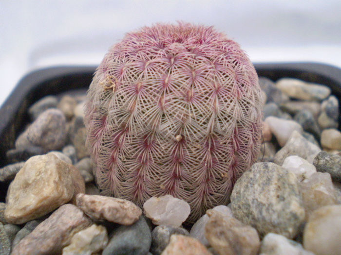 ECHINOCEREUS RIGIDISSIMUS V.RUBRISPINUS