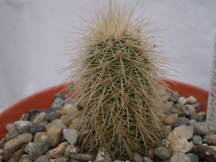 ECHINOCEREUS LONGISETUS FREUDENBERI - Echinocereus 2013