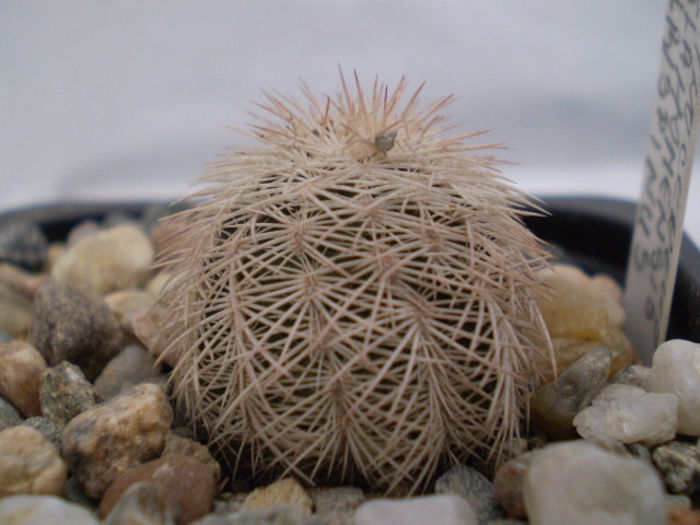 ECHINOCEREUS OKLAHOMENSIS ALBISPINUS