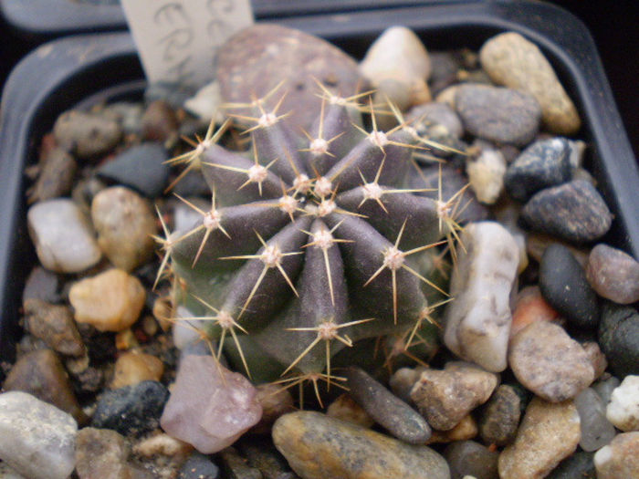 ECHINOCEREUS SUBINERMIS - Echinocereus 2013