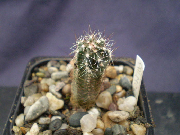 ECHINOCEREUS PALMERI