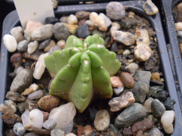 ECHINOCEREUS VIERECHII SSP. MORRICALII - Echinocereus 2013