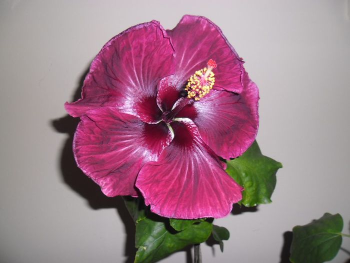Black Dragon - Hibiscus 2013-3