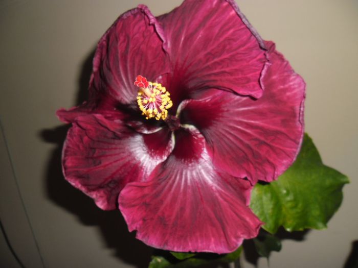 Black Dragon - Hibiscus 2013-3
