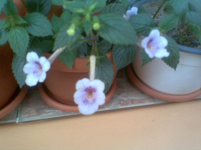 Imag061 - Achimenes 2013