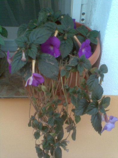 Imag066 - Achimenes 2013