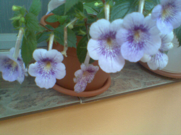 Imag137 - Achimenes 2013