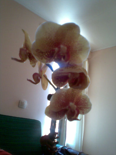 Imag162 - Orhidee 2013