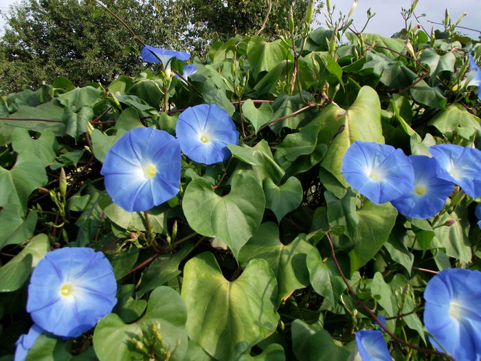 ipomea heavenly blue - Flori 2013