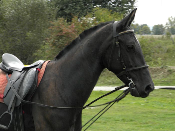 KARINA IAPA LIPITAN CONVERSANO - VANZARI CAI 2