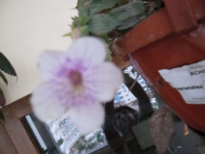 Ambroise Verschafelt