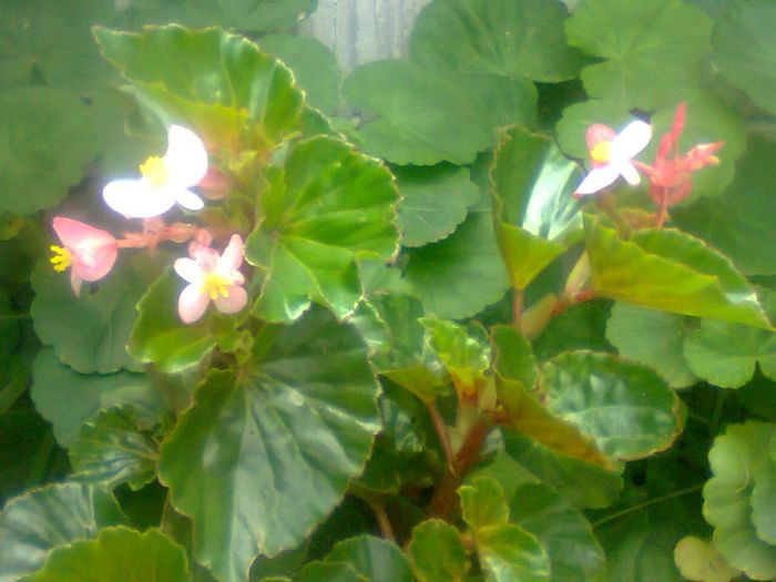 Ghetisoara1 - flori din curte si casa