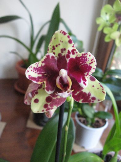 Vanduta.Phalaenopsis cu petale deosebite inflorita   20 lei - Orhidee de vanzare