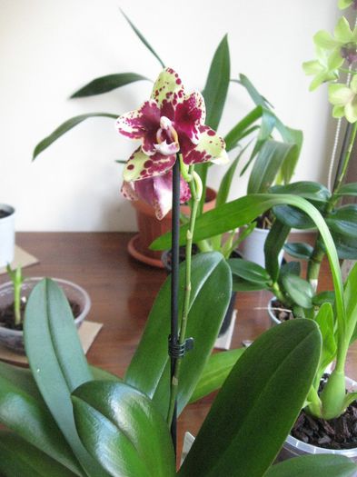 Aceeasi Phalaenopsis - Orhidee de vanzare