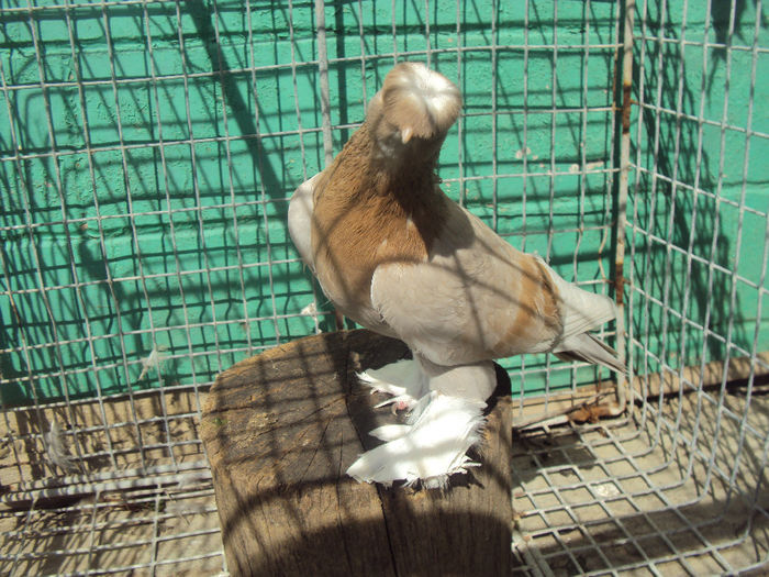 Culoare...descalificata!