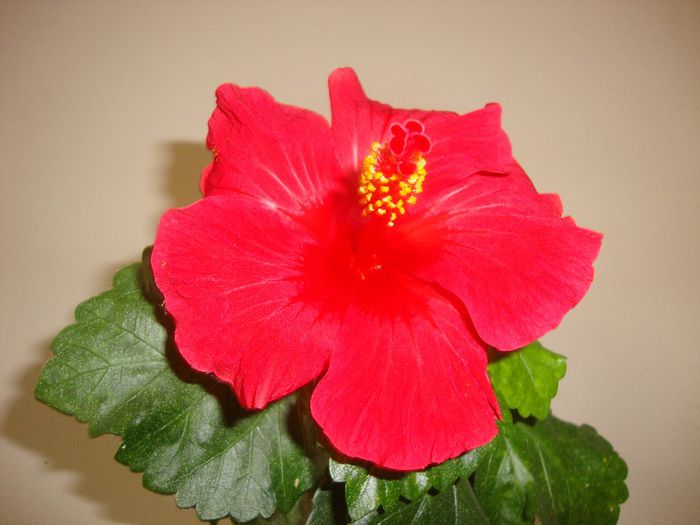  - hibiscusi