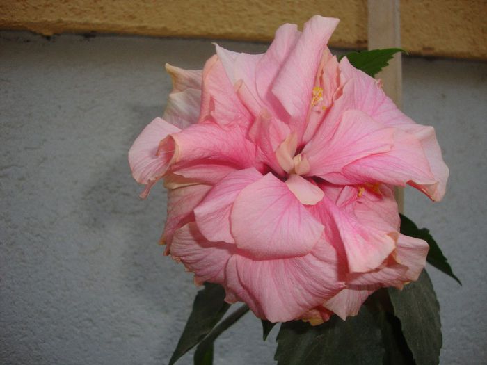  - hibiscusi