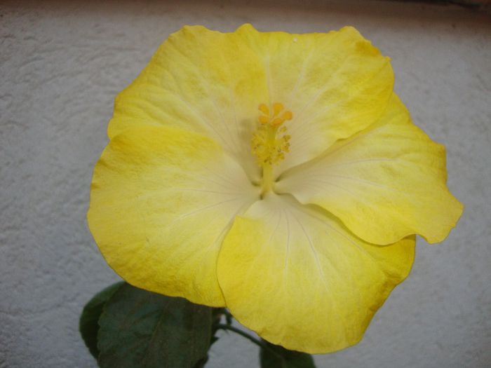  - hibiscusi