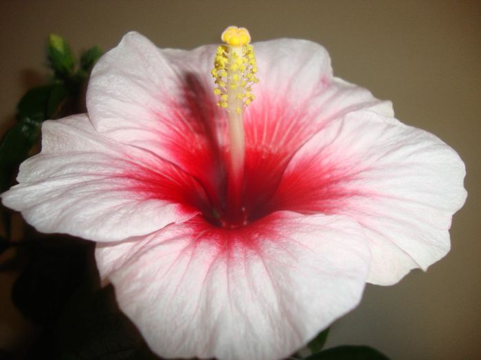  - hibiscusi