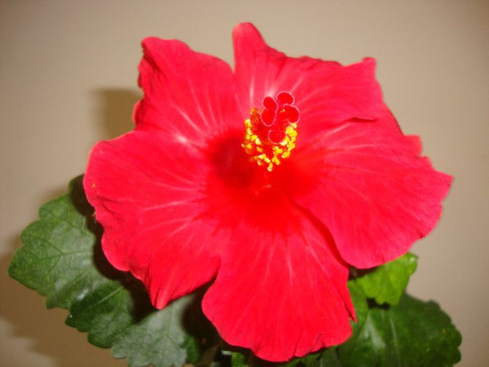  - hibiscusi