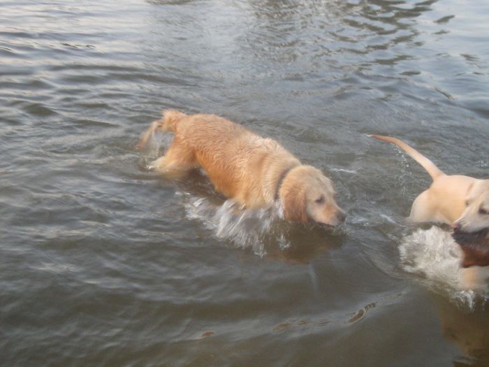  - Sheila-golden retriever