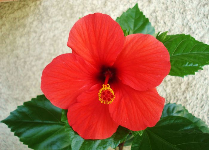 Septembrie 2013 - Hibiscus