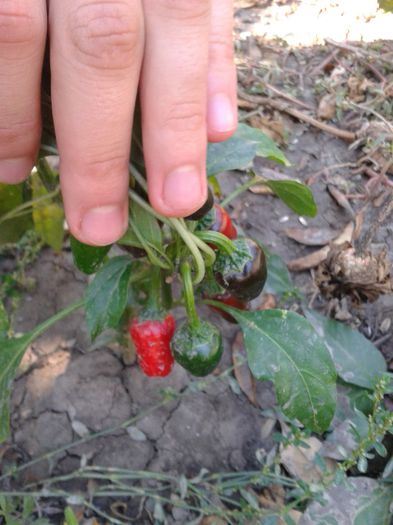 2013-09-22 12.12.23; Planta 1
