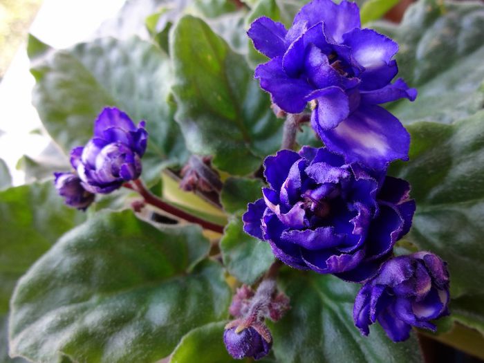 DSC02470 - Pat Tracey