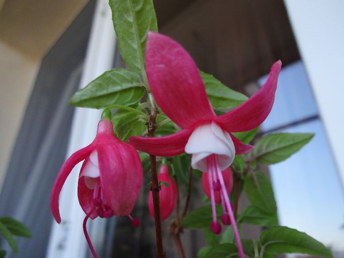 DSC02486 - Fuchsia hybrida