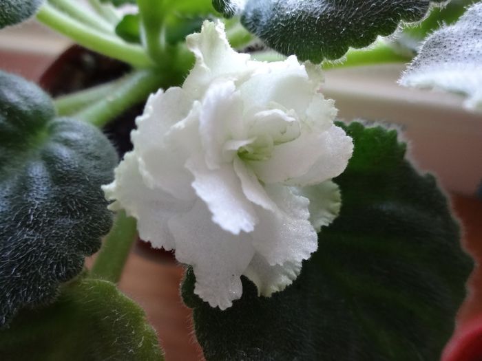 DSC02481 - RS Balerina