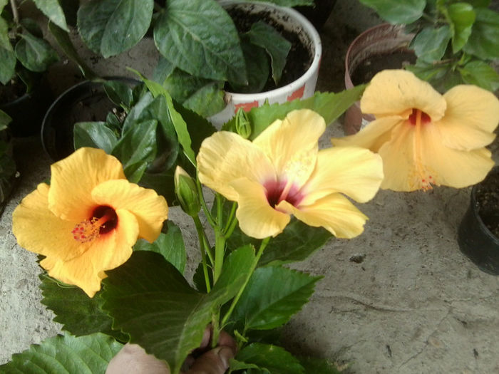 athene ,columbine ,no namme43 - hibiscusi 2013-4