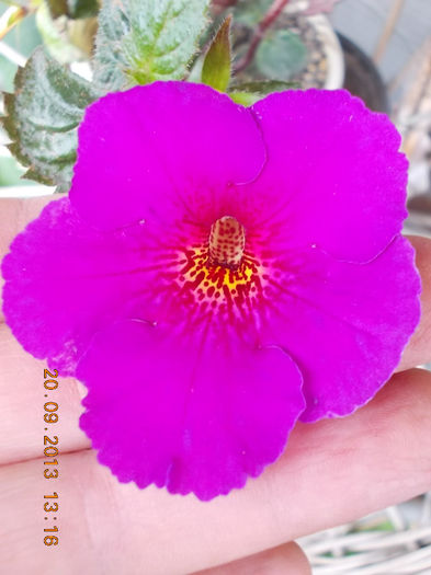 22 septembrie 2013-flori 066