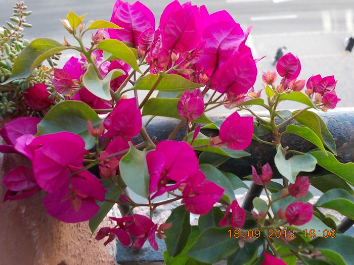 22 septembrie 2013-flori 003